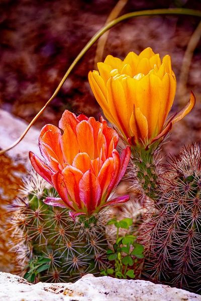 Jaynes Gallery 아티스트의 USA-Colorado-Fort Collins Prickly pear cactus flowers close-up작품입니다.